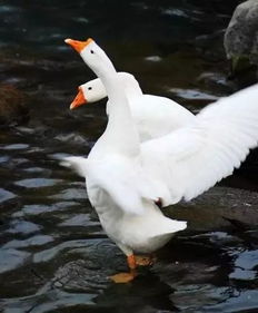 赞美鹅的诗句，关于大鹅的诗句