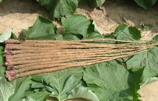 蓑的拼音，绶的拼音