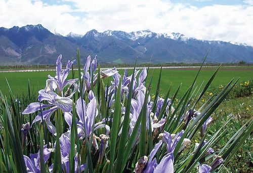 马莲编织扇子手工，马莲是什么植物