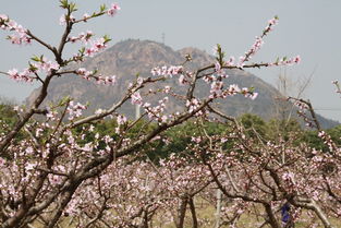 阳山桃花节要门票吗，阳山桃花节是几号