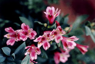 六出花耐寒多少度