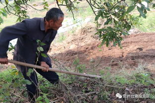 锄草[chú cǎo]什么意思?近义词和反义词是什么?英文翻译是什么?_百度