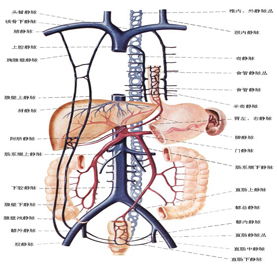 脉管系统笔记整理，脉管系统的功能