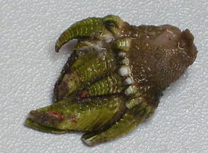 龟足是什么东西，龟足的营养价值