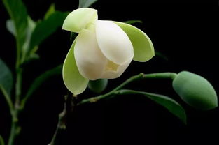 夜合花的寓意和象征，夜合花的养殖方法和注意事项