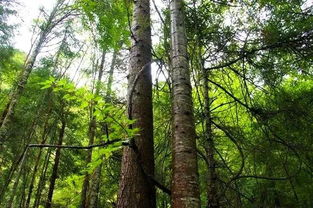 独树一帜是褒义词还是贬义词，独树一帜下一句