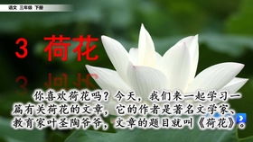 分享给三年级小朋友的数学故事