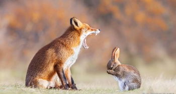 狐狸和兔子的成语，狐狸和兔子图片
