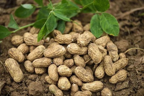 花生拼音怎么读，五香花生拼音