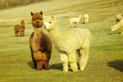 羊驼别名骂人，羊驼别名叫草