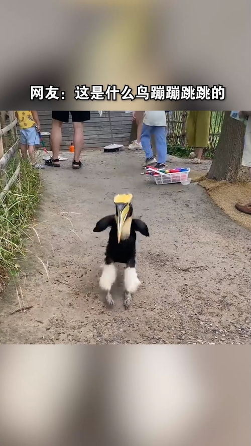 补充词语什么蹦跳