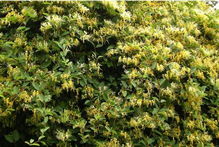 夸家乡二年级作文