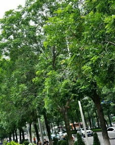 非洲楝树图片，筒状非洲楝