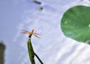 亭亭净植的植怎么翻译，亭亭净植 植