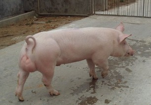 猪腿图片大全大图，送礼猪腿图片