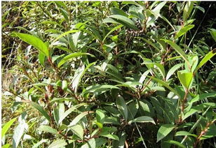 青叶胆的功效与作用