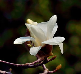 白玉兰作文600字，白玉兰作文300字