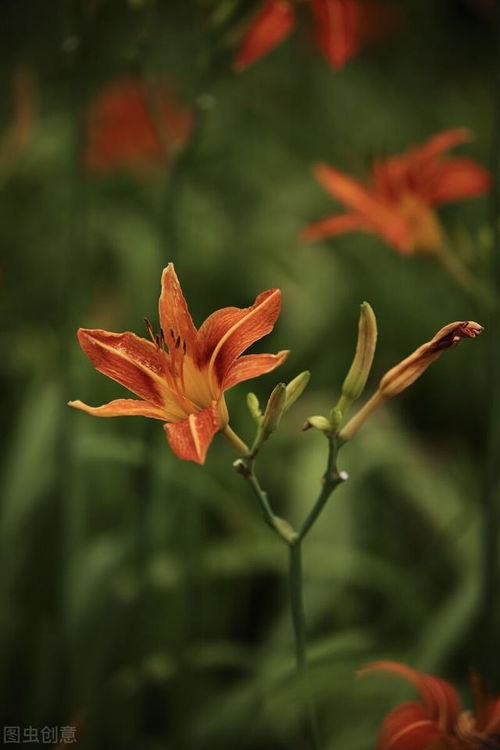 忘忧花开歌词，忘忧花开简谱