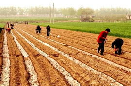 鸡豚狗彘之畜翻译，鸡豚狗彘之畜的之是什么用法