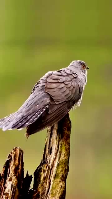布谷鸟的叫声,大家听到的都是什么?