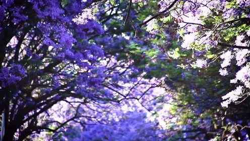 款款情深酸菜坛子，款款而来的款款是什么意思