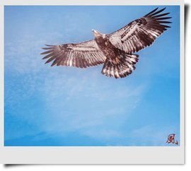 雏鹰展翅什么意思 雏鹰展翅的意思