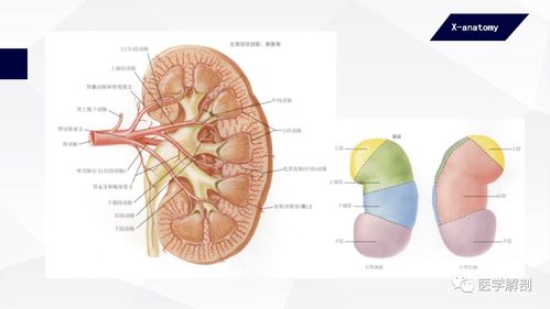 脉管系是一个什么系统?