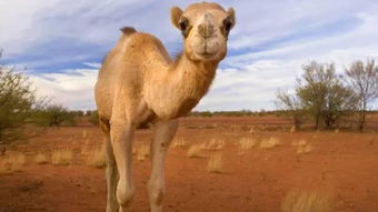 骆驼毛被子对身体好吗，骆驼毛和羊毛哪个高档