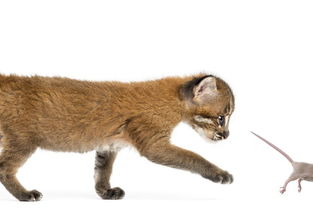 小鸡的叫声拼音，小鸟的叫声拼音