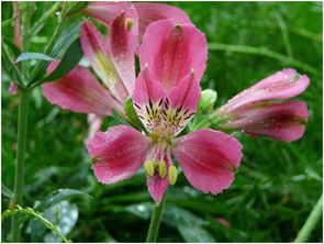 六出花的诗句，六出花怎么养