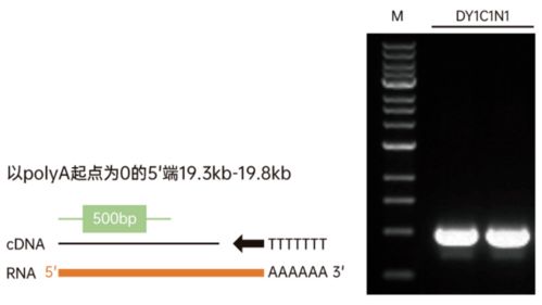 μl怎么读,是怎么换算的 是容积单位,和ML\L等单位怎么换算啊_百度知 