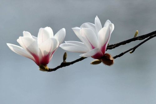 玉兰诗词书法，玉兰诗词 素心