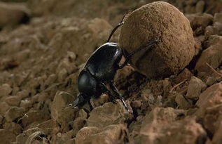 歇后语屎壳郎戴花 – 手机爱问