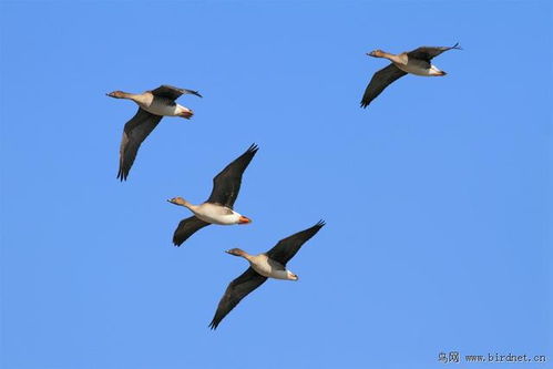 天高云淡 望断南飞雁的意思，公司注销是什么意思啊