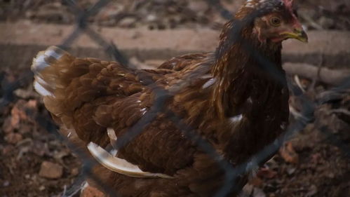 阡陌交通的读音