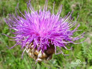 漏芦的功效与作用,漏芦的副作用，禹州漏芦的功效与作用