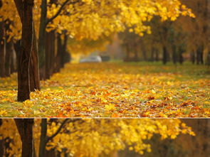 一叶深秋的意思，橘色爱傍晚不爱深秋的意思