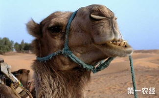 常带骆驼毛护腰好吗