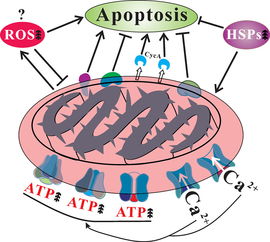 characteristic是什么意思