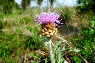 漏芦有什么作用?