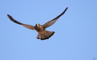 雏鹰展翅的意思及成语解释，雏鹰展翅意思是什么视频