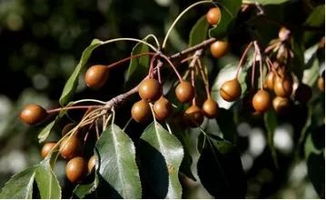 杜梨树简介，杜梨果实图片