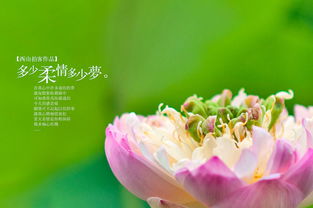 你的柔情似水是哪首歌的歌词，你的柔情似水让花露千骨是什么歌