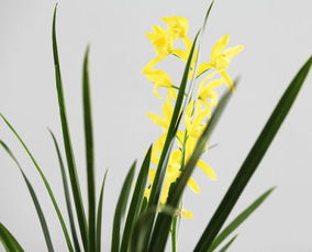 澧兰沅芷,万事遂心是什么意思