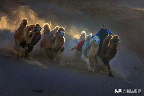 飞驼女鞋官方旗舰店，飞驼鞋是好牌子吗