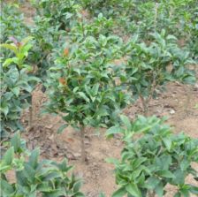 菜苗和花苗区别