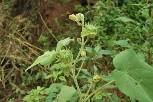 苘麻的功效与作用，苘麻能治耳鸣吗,怎样服用