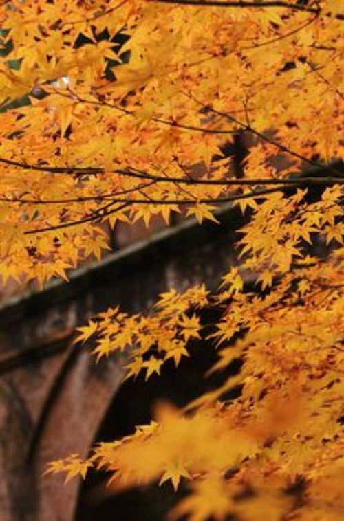 晚秋与深秋有什么区别?谢谢