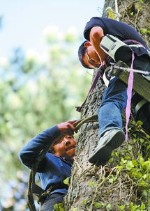 舌尖体范文，舌尖体写作模板