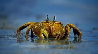 横的拼音，横跨的拼音